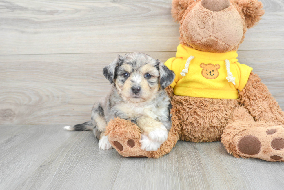 Popular Aussiechon Designer Pup