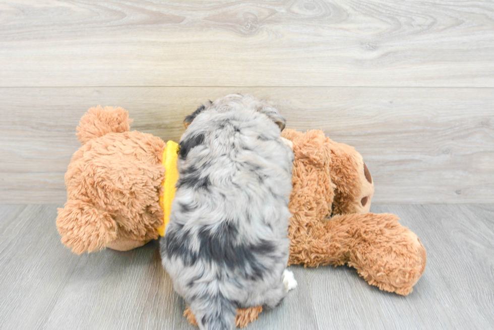 Aussiechon Pup Being Cute