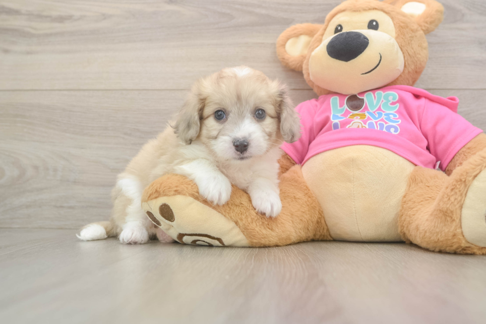 Happy Aussiechon Baby