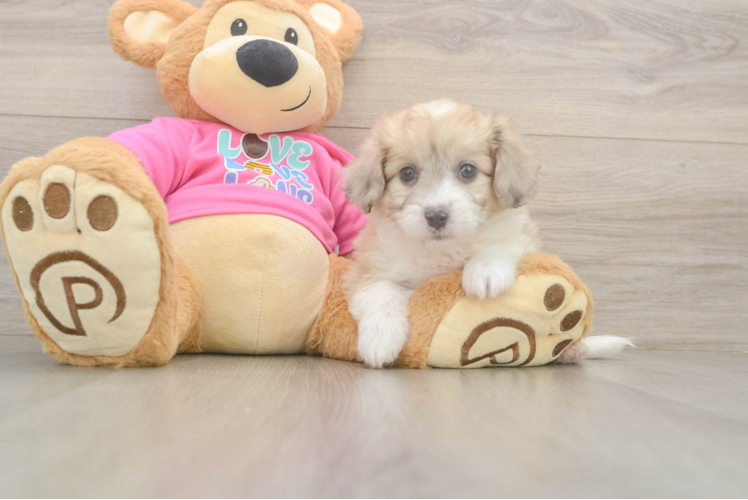 Petite Aussiechon Designer Pup