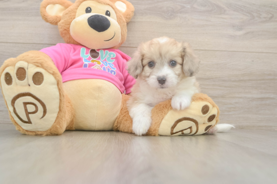 Petite Aussiechon Designer Pup