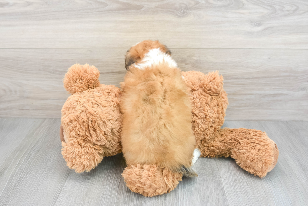 Funny Aussiechon Designer Pup