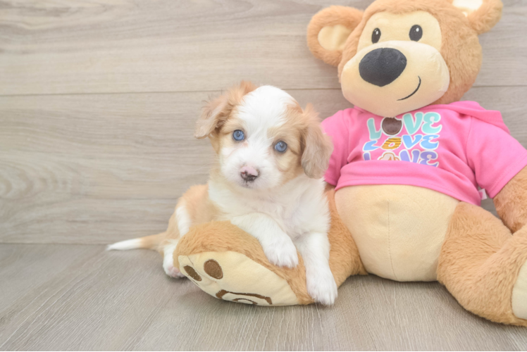Aussiechon Pup Being Cute
