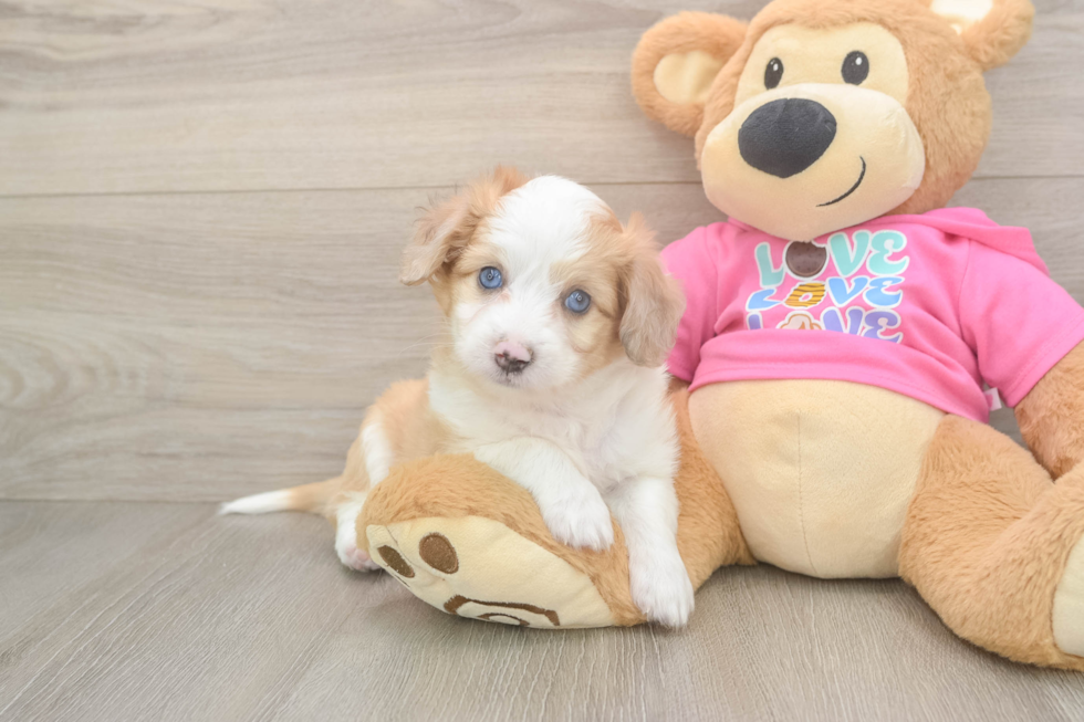 Aussiechon Pup Being Cute