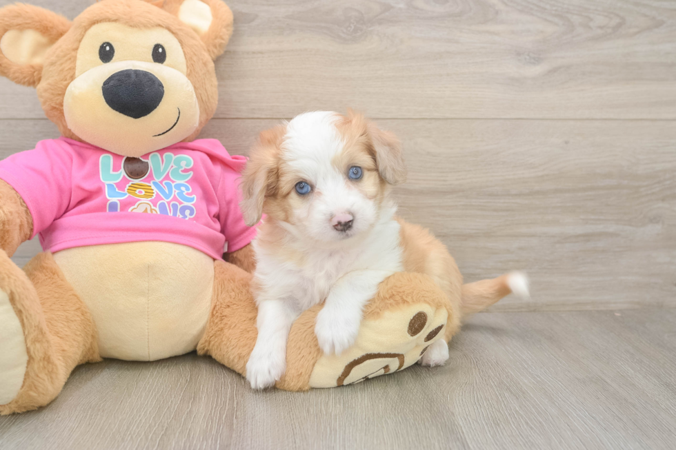 Petite Aussiechon Designer Pup