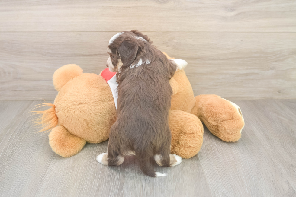 Cute Aussiechon Baby
