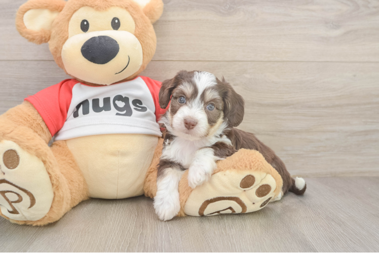 Aussiechon Puppy for Adoption