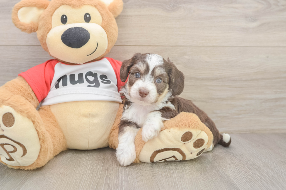 Aussiechon Puppy for Adoption