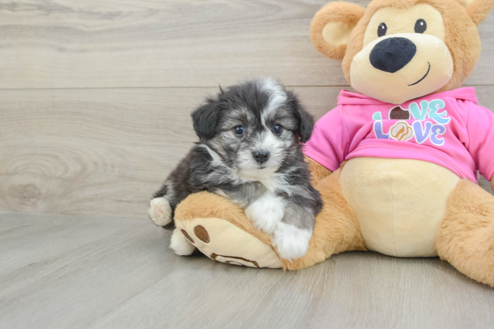 Aussiechon Pup Being Cute