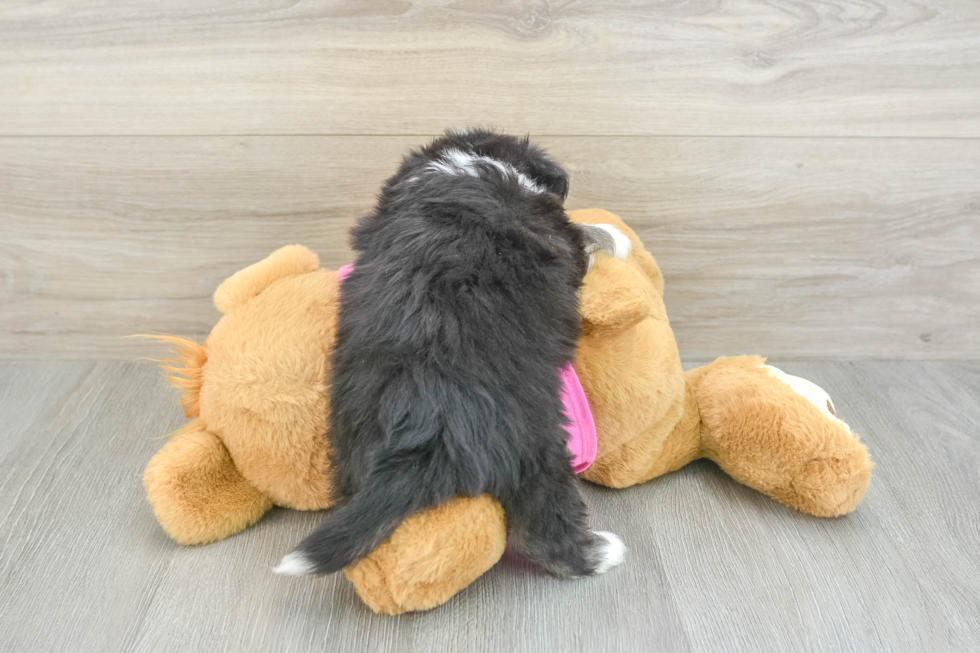 Fluffy Aussiechon Designer Pup