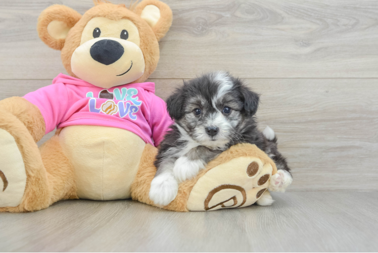 Best Aussiechon Baby