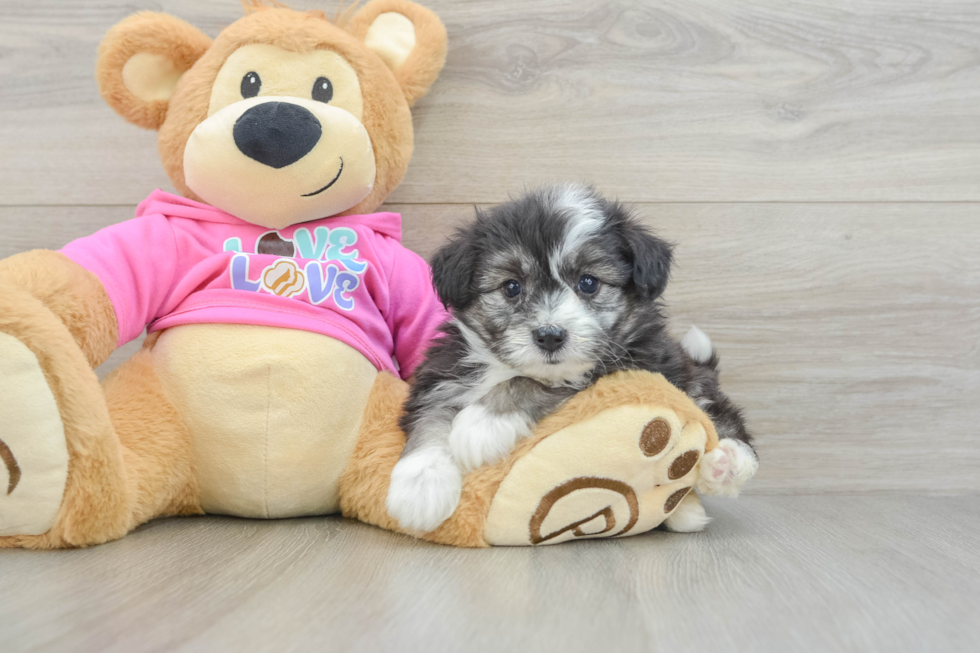 Best Aussiechon Baby