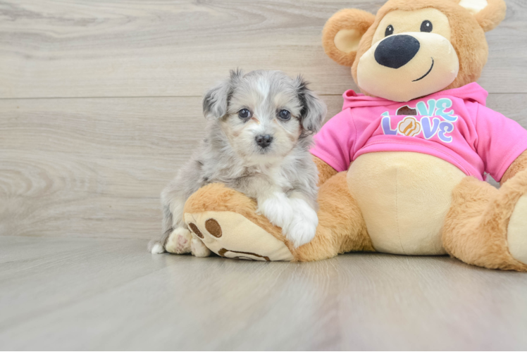 Best Aussiechon Baby