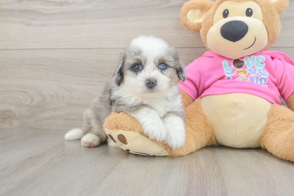 Small Aussiechon Baby