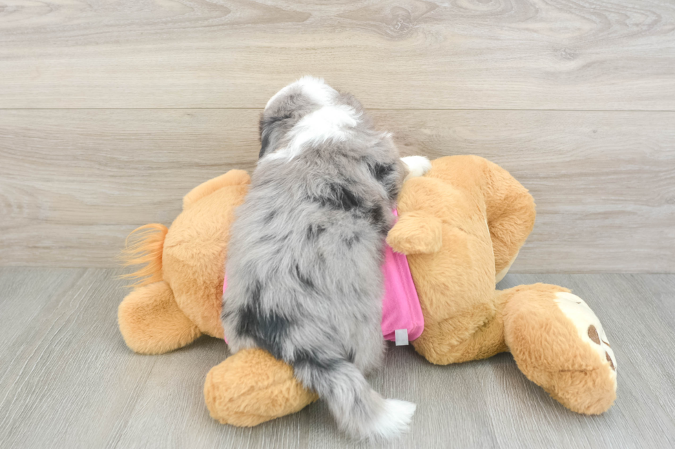 Best Aussiechon Baby