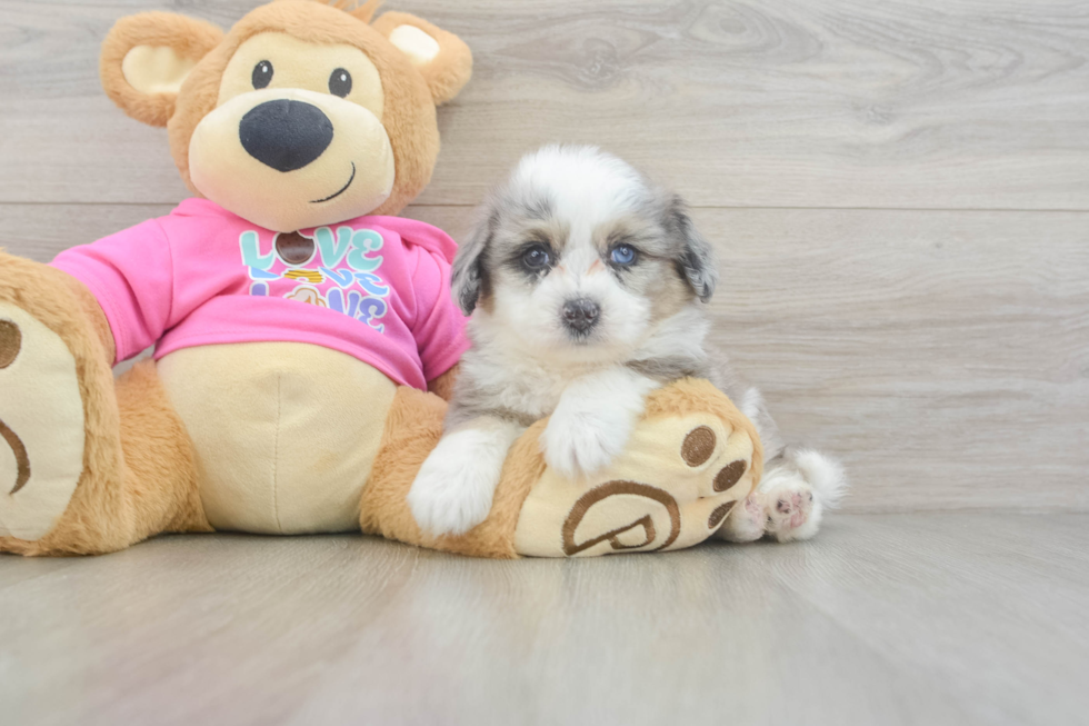 Sweet Aussiechon Baby