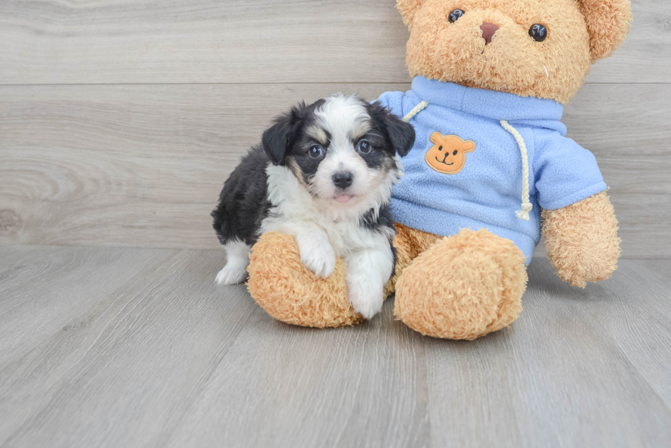 Petite Aussiechon Designer Pup
