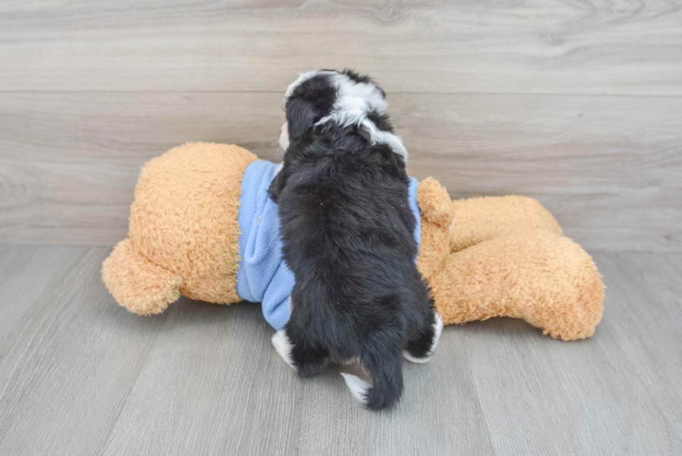 Aussiechon Pup Being Cute