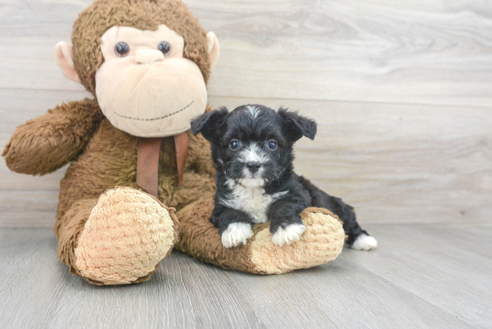 Aussiechon Pup Being Cute
