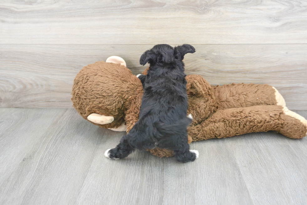 Sweet Aussiechon Baby