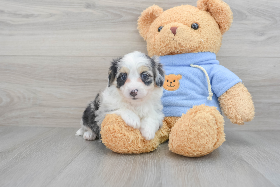 Aussiechon Puppy for Adoption