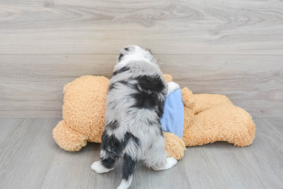 Aussiechon Puppy for Adoption