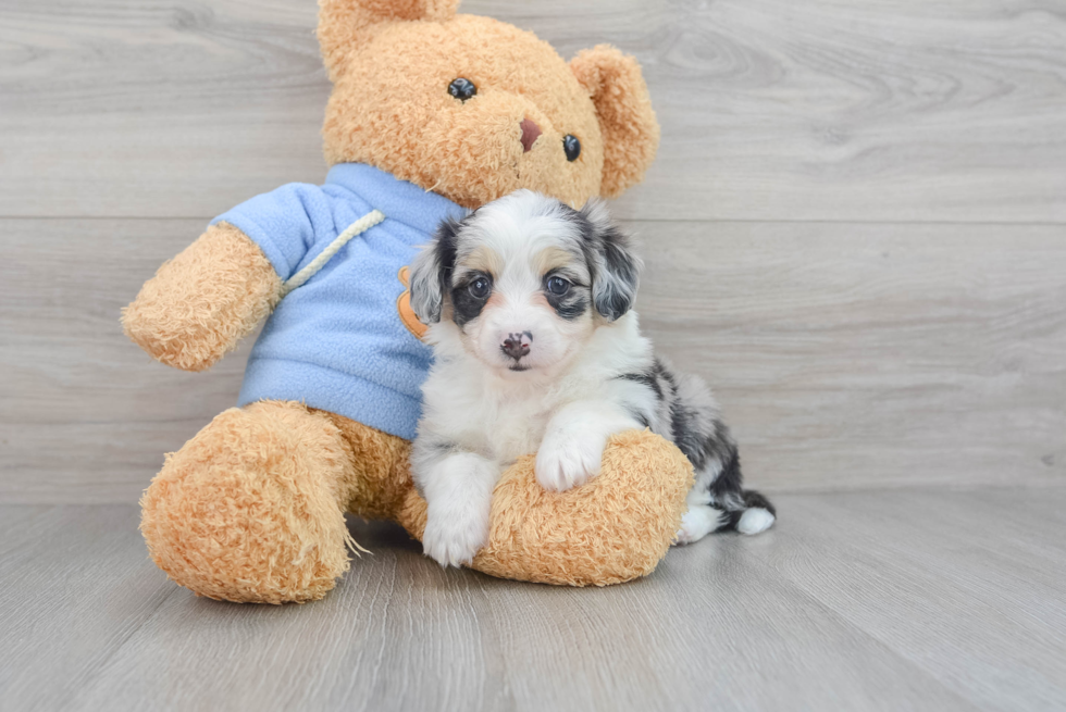 Aussiechon Puppy for Adoption