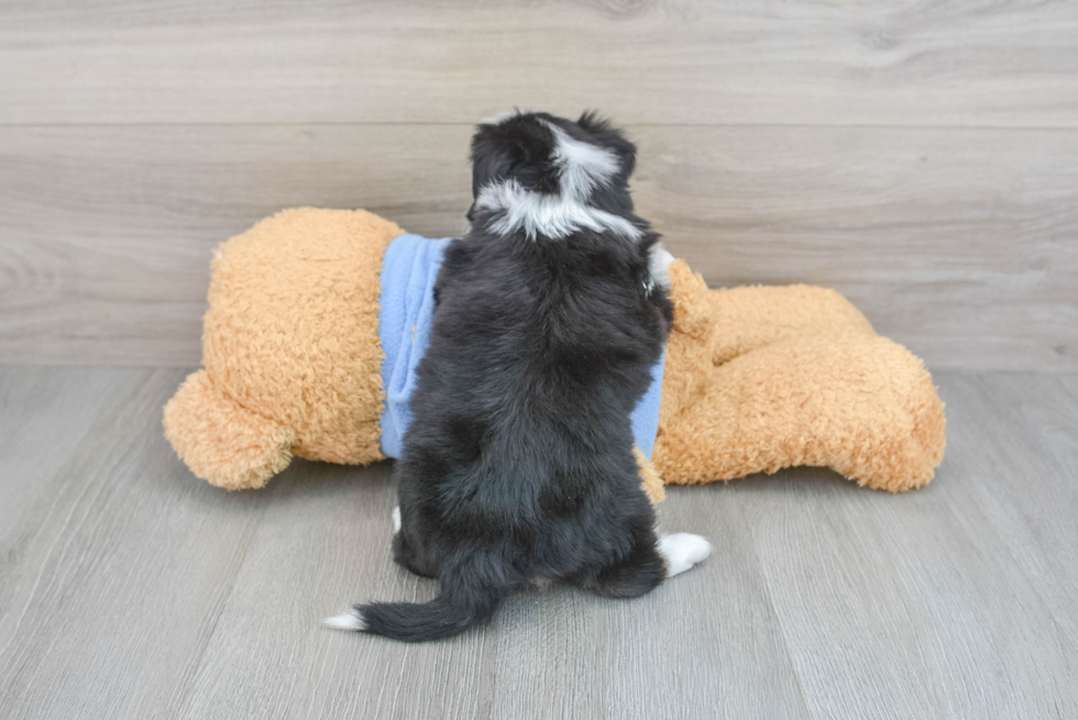 Petite Aussiechon Designer Pup