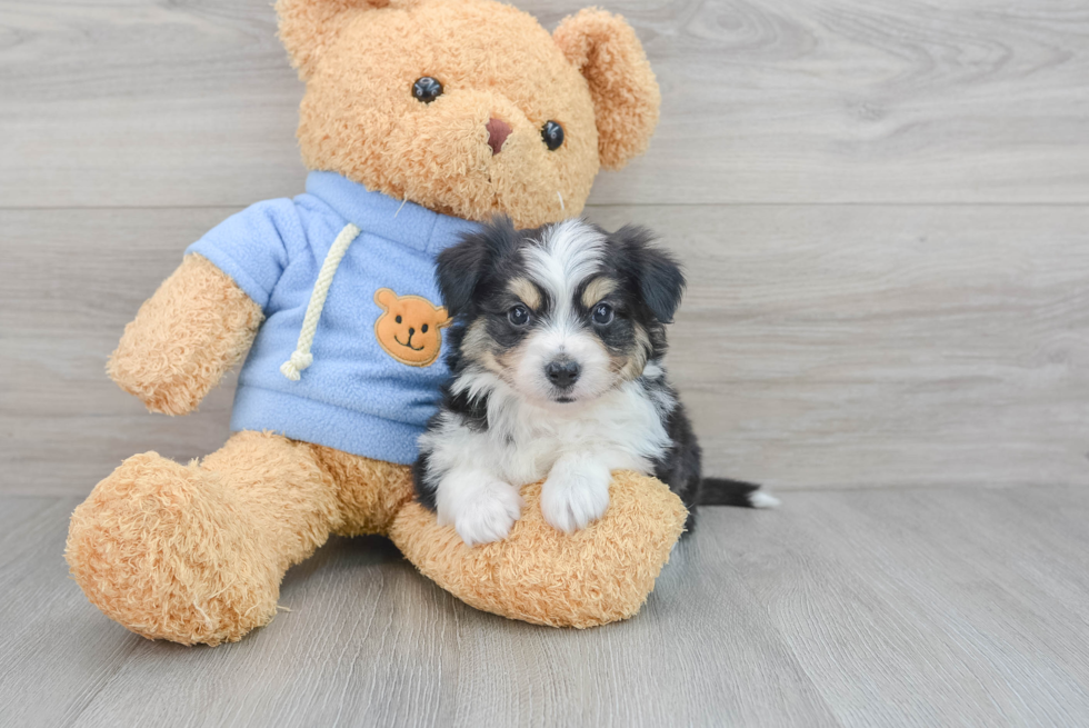 Fluffy Aussiechon Designer Pup