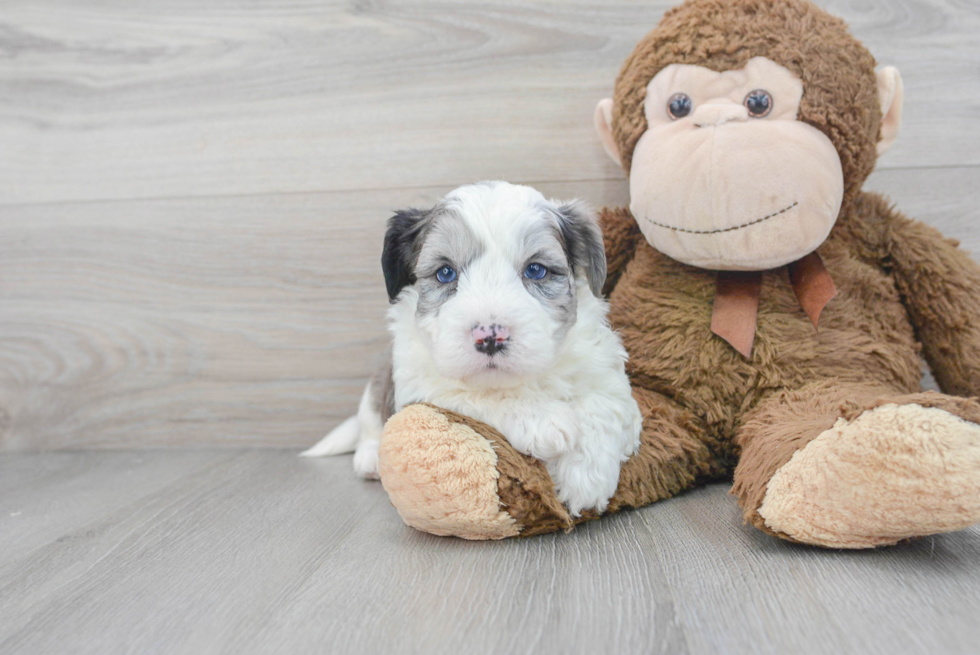 Best Aussiechon Baby