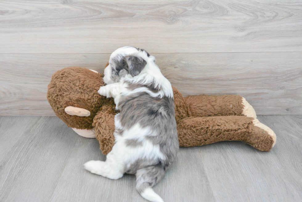 Aussiechon Puppy for Adoption