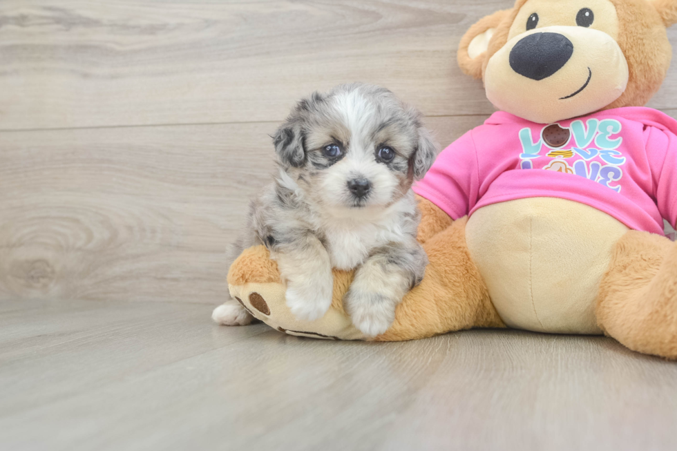 Best Aussiechon Baby