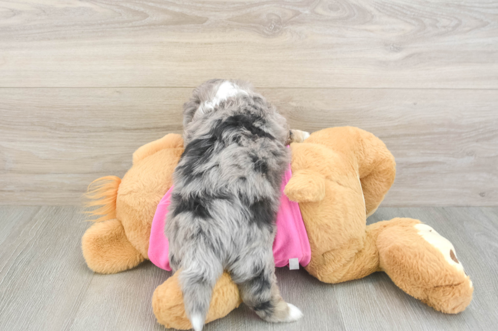 Hypoallergenic Aussie Bichon Designer Puppy