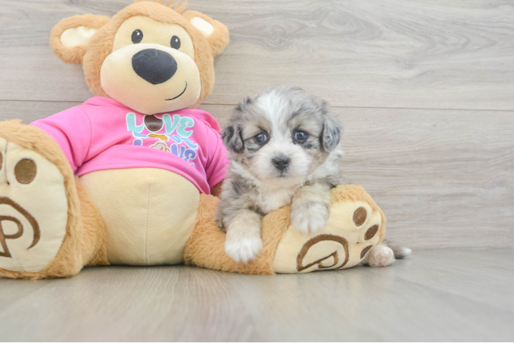 Aussiechon Pup Being Cute