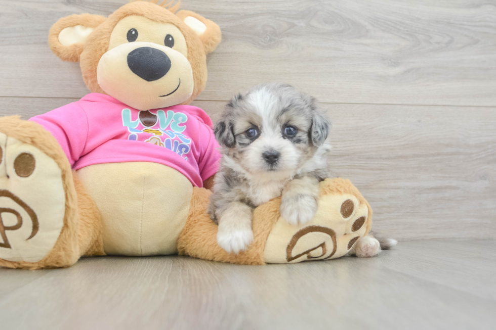 Aussiechon Pup Being Cute