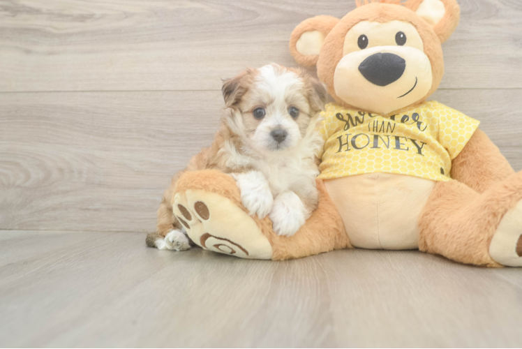 Best Aussiechon Baby