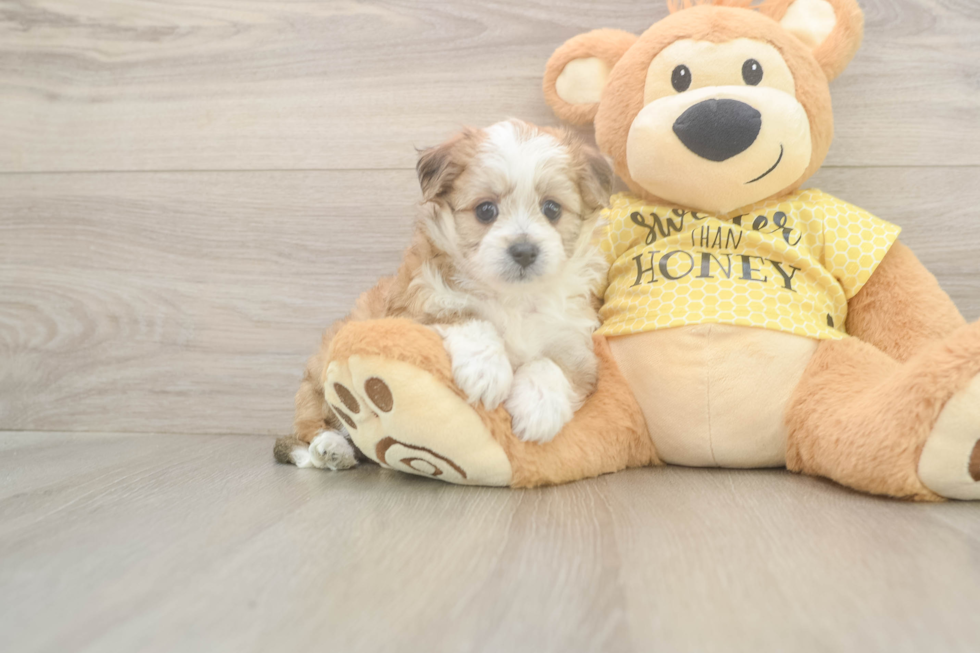 Best Aussiechon Baby