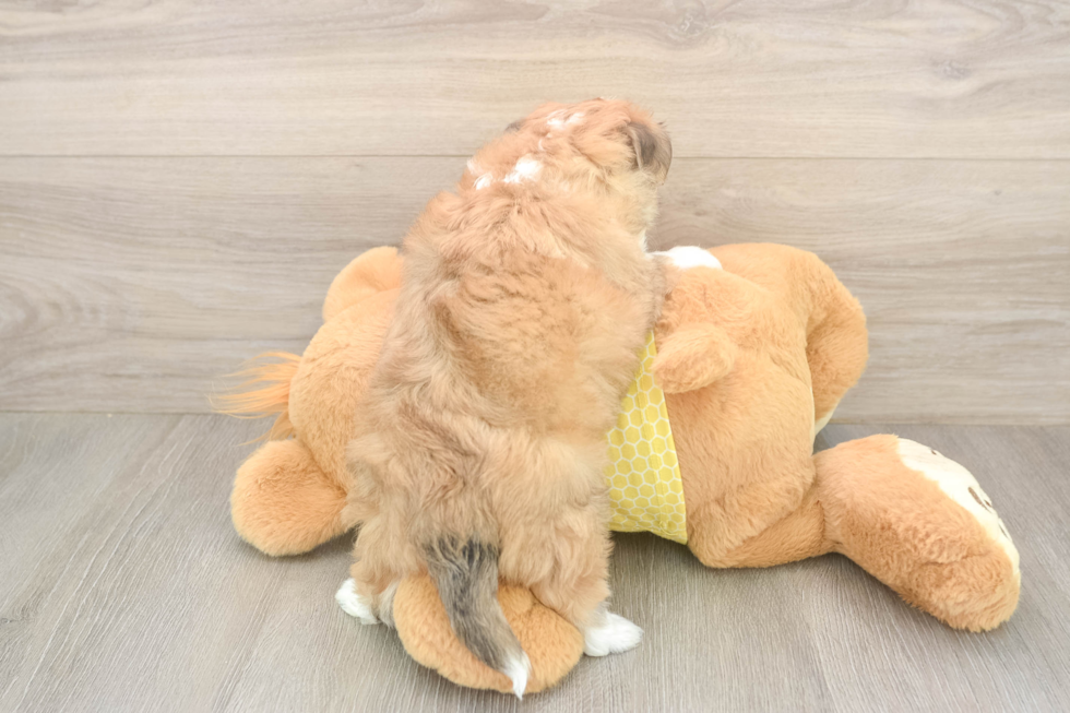 Small Aussiechon Baby