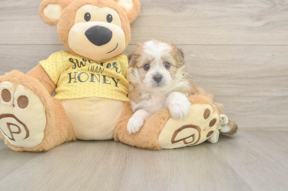 Funny Aussiechon Designer Pup