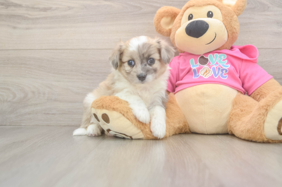 Best Aussiechon Baby