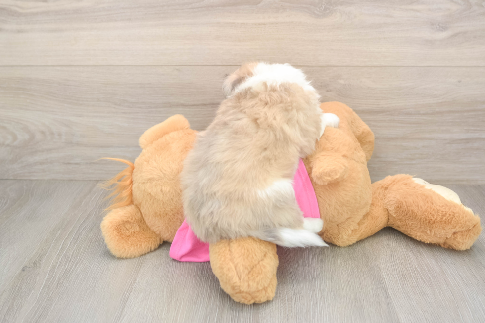 Petite Aussiechon Designer Pup