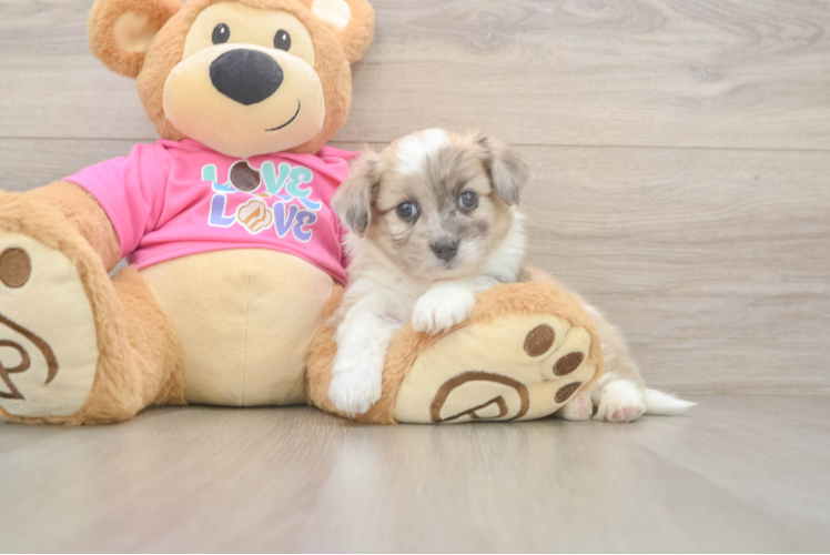 Funny Aussiechon Designer Pup