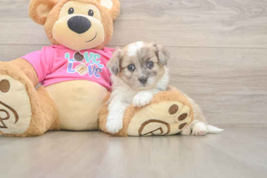 Funny Aussiechon Designer Pup