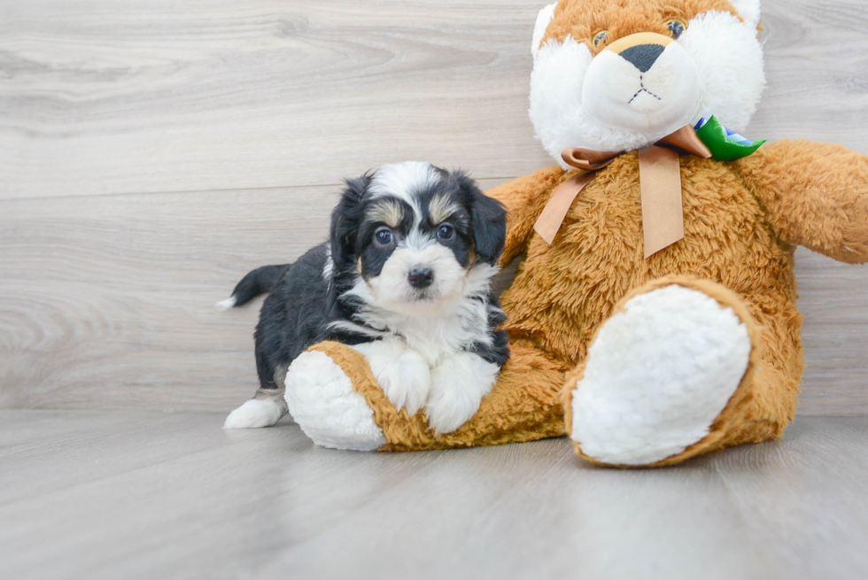 Aussiechon Pup Being Cute
