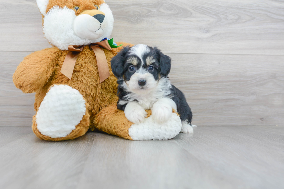Aussiechon Pup Being Cute