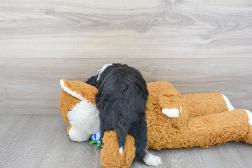 Best Aussiechon Baby