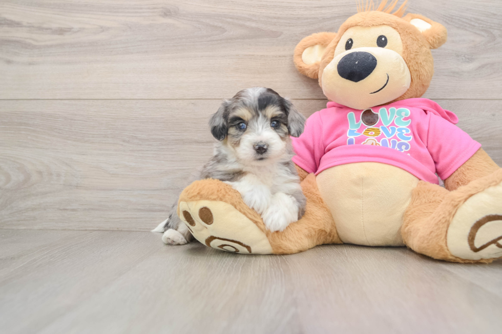 Aussiechon Puppy for Adoption