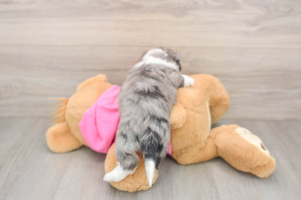 Adorable Aussie Bichon Designer Puppy