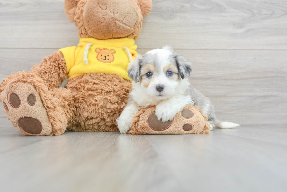 Petite Aussiechon Designer Pup