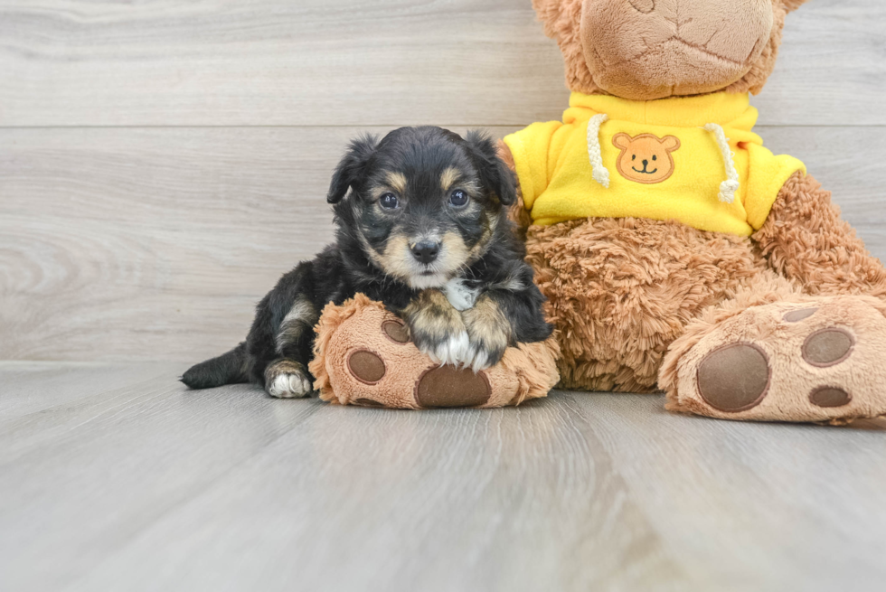 Best Aussiechon Baby